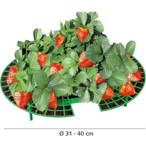 WENKO Support Fraisier, Support Jardinage Anti Limaces Et Escargots, Lot De 15, Plastique Résistant, Diamètre Réglable 31 à 40 Cm, Vert 3 WENKO Support Fraisier, Support Jardinage Anti Limaces Et Escargots, Lot De 15, Plastique Résistant, Diamètre Réglable 31 à 40 Cm, Vert – Image 3